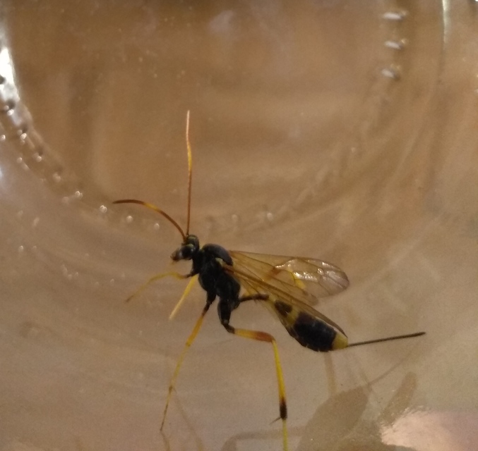 Acroricnus seductor