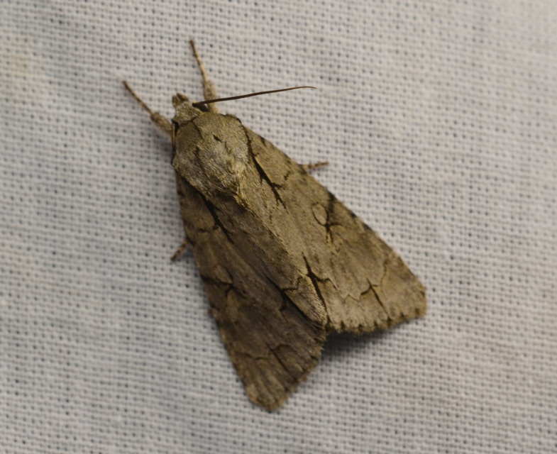 Acronicta cuspis/tridens/psi