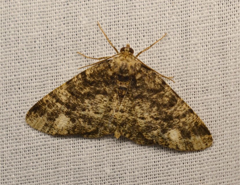 Parectropis similaria - barna zuzmóaraszoló