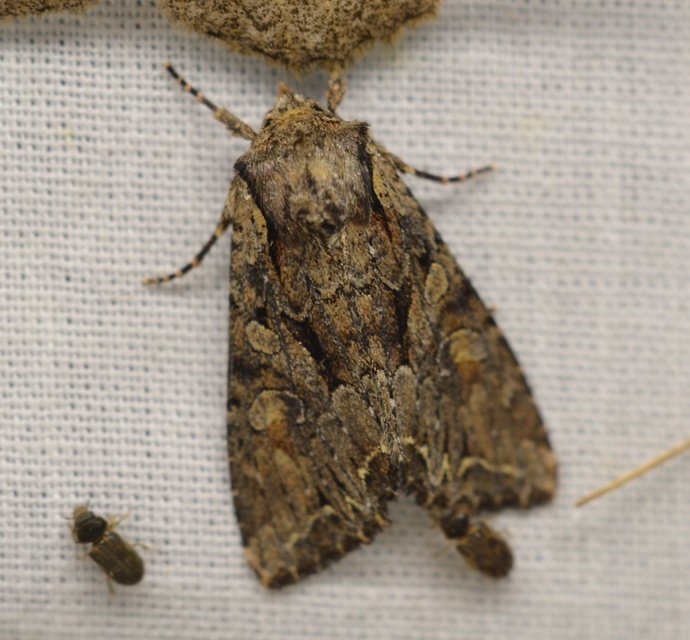 Lacanobia thalassina - borbolya-kertibagoly