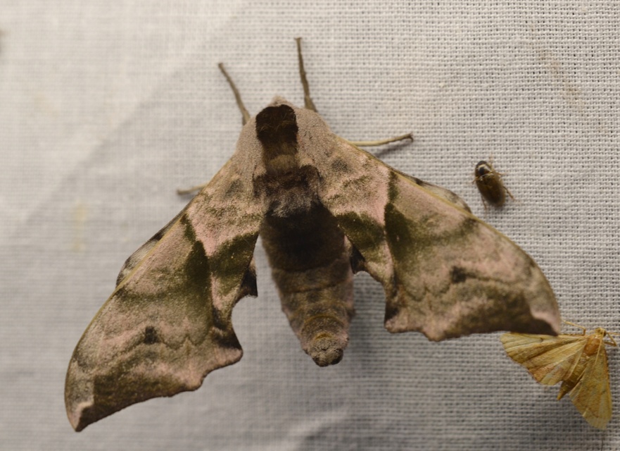 Smerinthus ocellatus - esti pávaszem