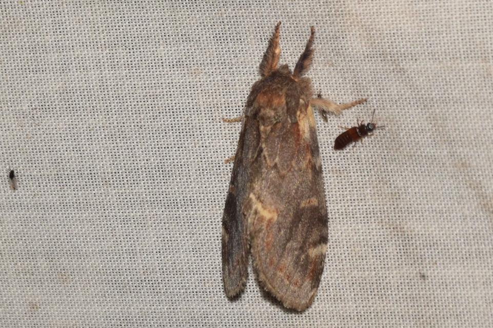 Notodonta dromedarius - tevehátú púposszövő