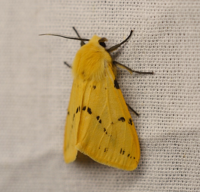 Spilarctia lutea - sárgás medvelepke
