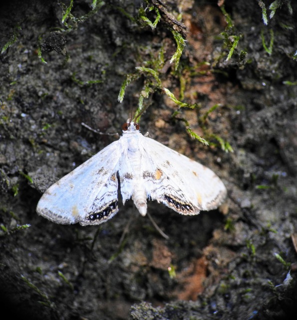 Cataclysta lemnata - békalencsemoly