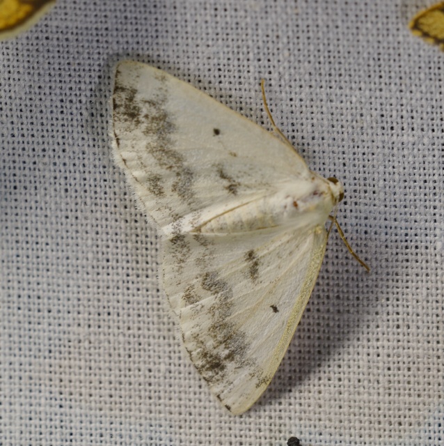 Lomographa temerata - foltos fehéraraszoló