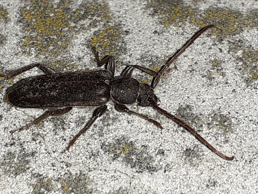 Trichoferus campestris - szállóvendég éjicincér