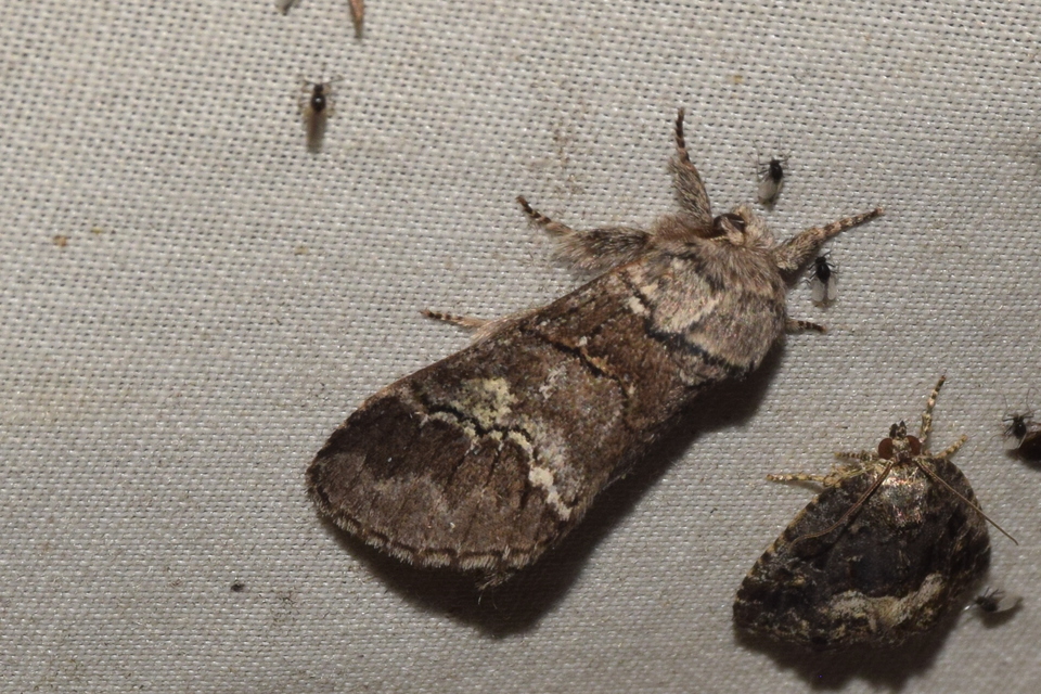 Drymonia querna - tölgyfa-púposszövő