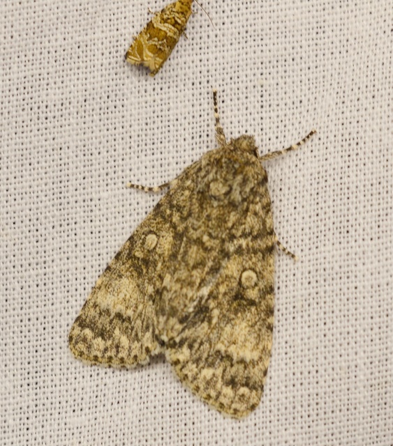 Acronicta megacephala - nagyfejű szigonyosbagoly