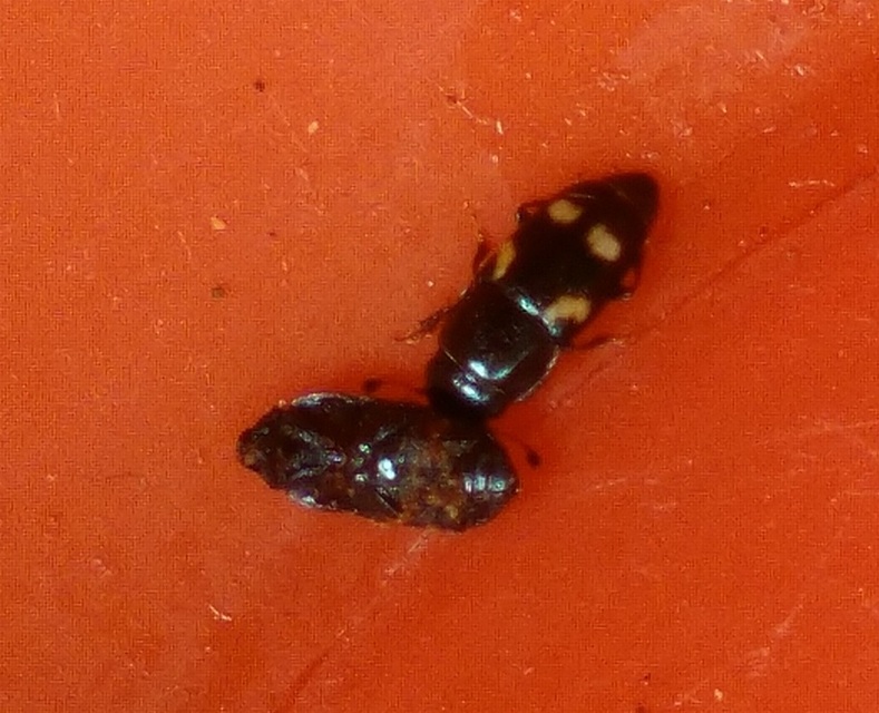 Glischrochilus quadrisignatus - amerikai fénybogár Glischrochilus quadrisignatus - amerikai fénybogár