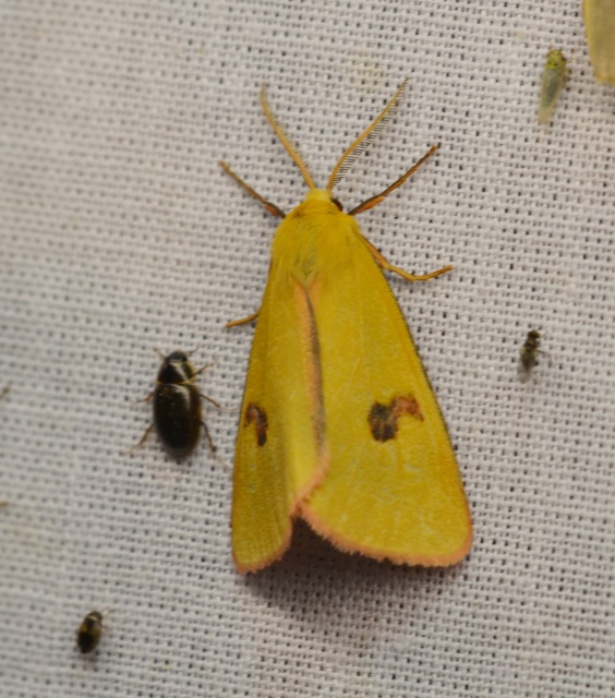 Diacrisia sannio - vörösszélű medvelepke