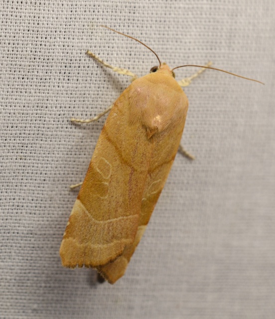 Noctua fimbriata - szélessávú sárgafűbagoly