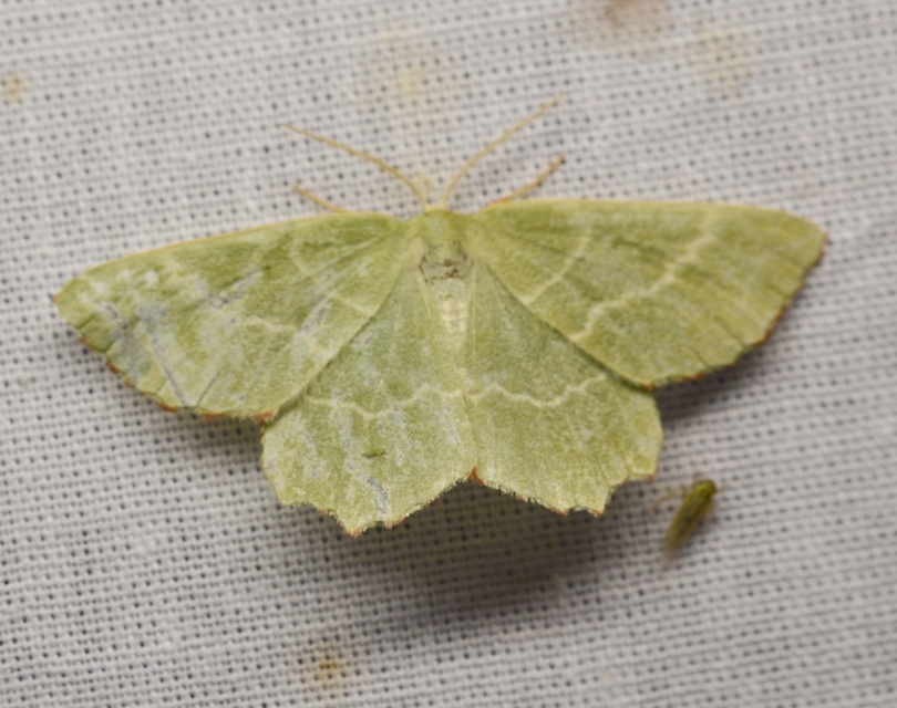 Thalera fimbrialis - csipkésszélű zöldaraszoló