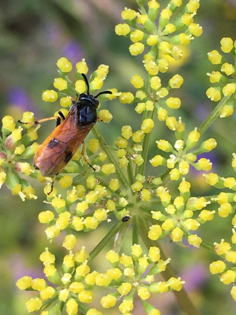 Argidae - botcsápú levéldarazsak