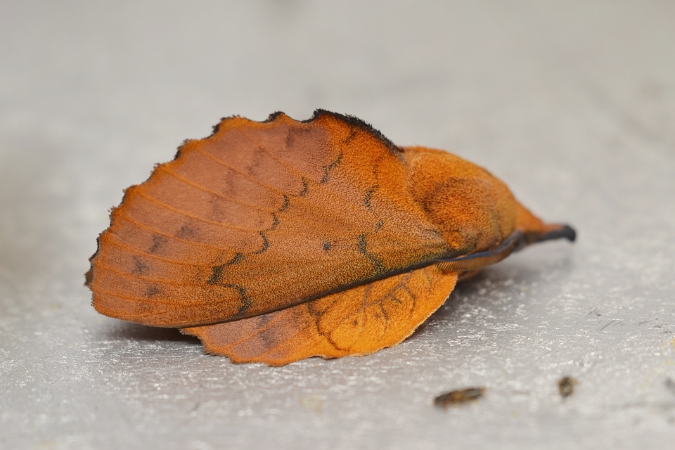 Gastropacha quercifolia - tölgylevélpohók