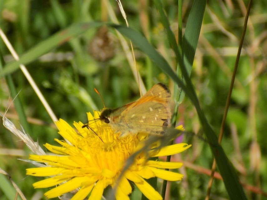 Hesperia comma - vesszős busalepke