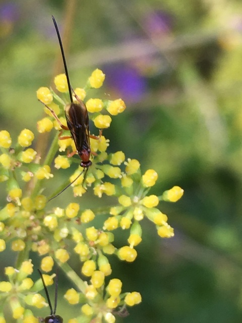 Braconidae - gyilkosfürkészek
