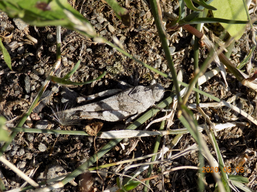 Oedipoda caerulescens - kékszárnyú sáska