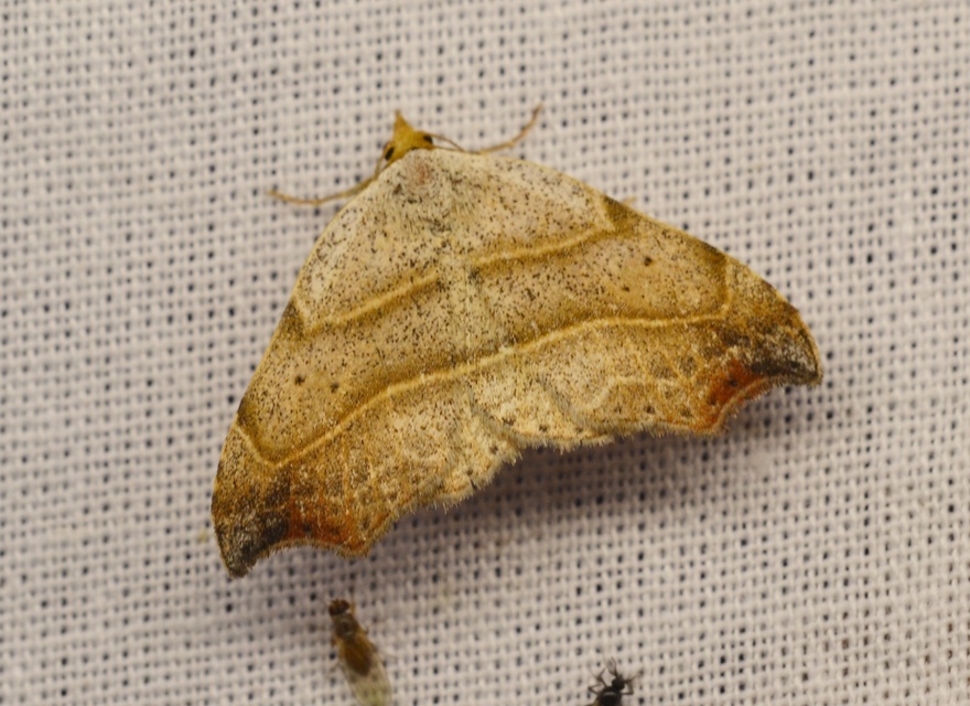Laspeyria flexula - zuzmóbagoly