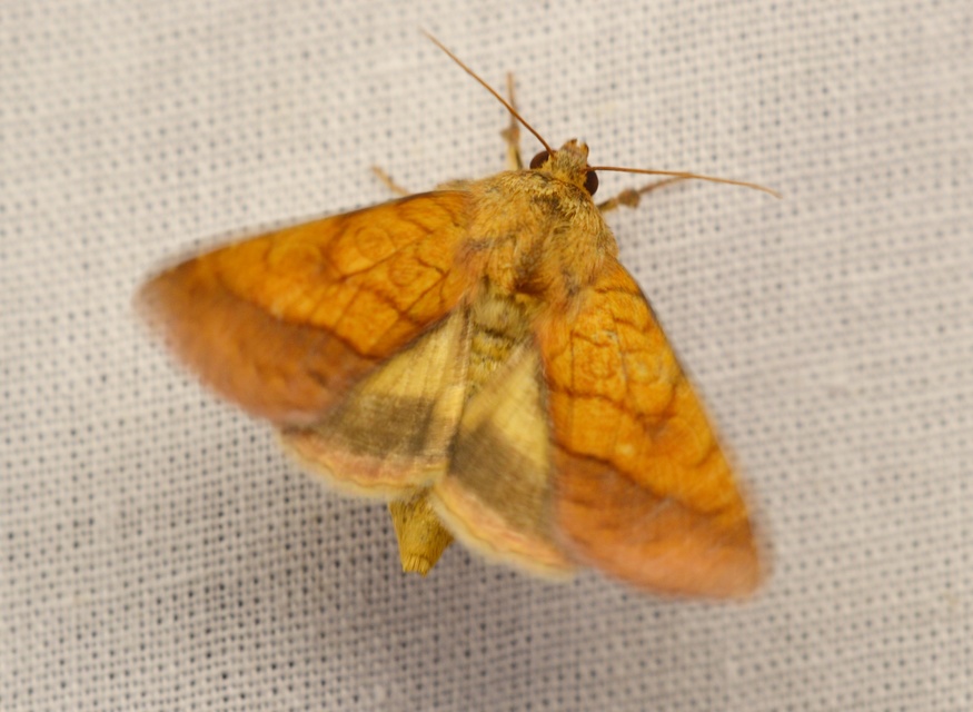 Pyrrhia umbra - iglicebagoly