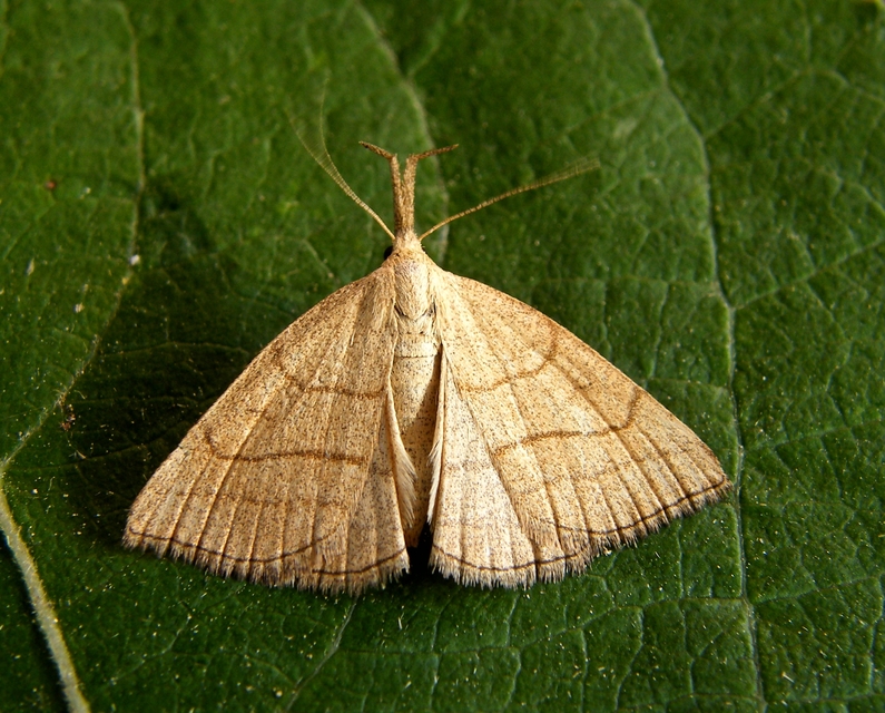 Polypogon tentacularia - sötétaljú karcsúbagoly