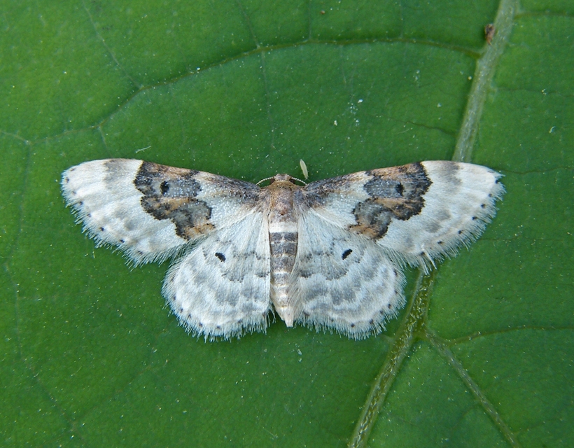 Idaea rusticata - tarka apróaraszoló