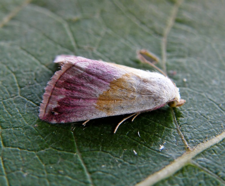 Eublemma purpurina - bíboros törpebagoly