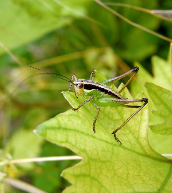 Pachytrachis gracilis - karcsú szöcske