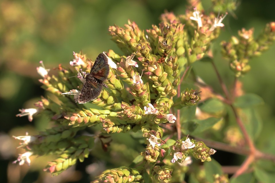 Heliothela wulfeniana - fényes kormosmoly