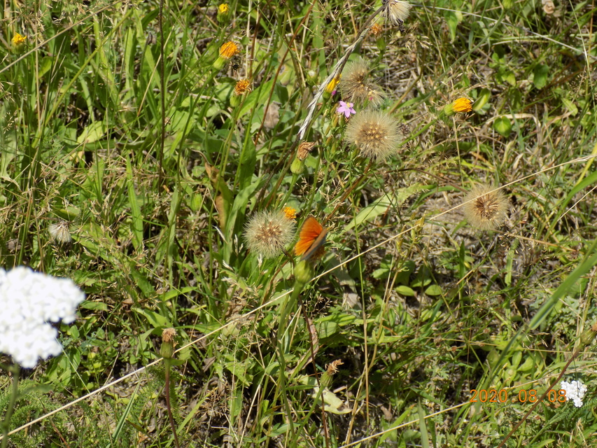 Lycaena virgaureae - arany-tűzlepke