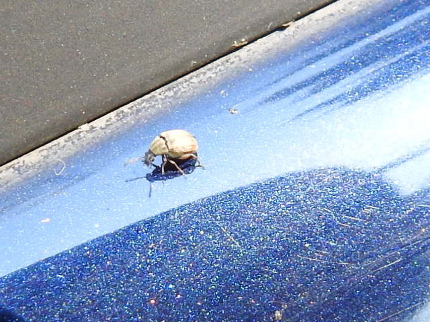 Megabruchidius tonkineus - tarka lepényfazsizsik