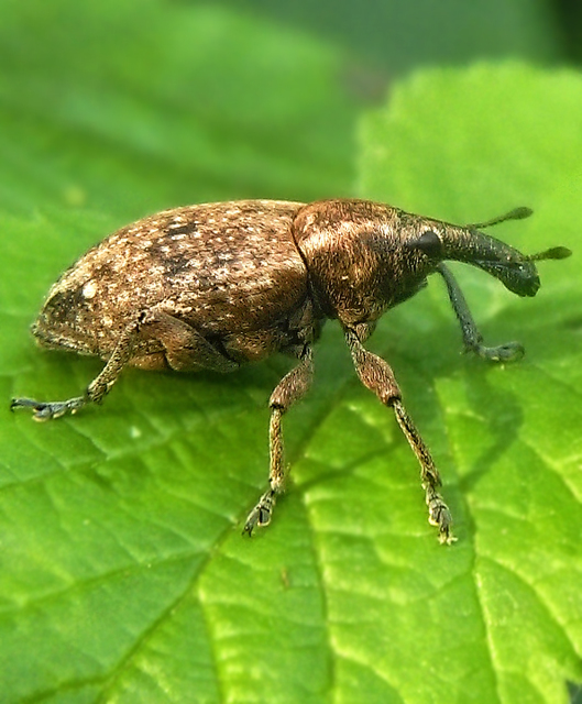 Lepyrus capucinus - pettyes fűzormányos