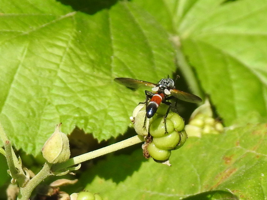 Cylindromyia
