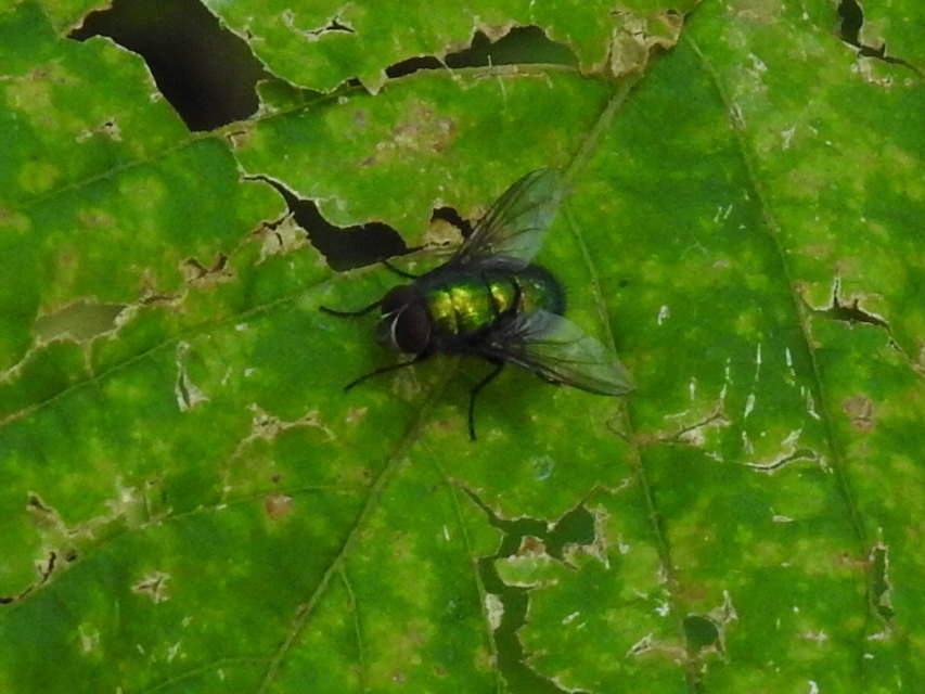 Lucilia
