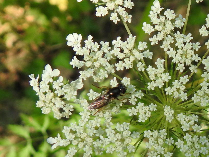 Cheilosia