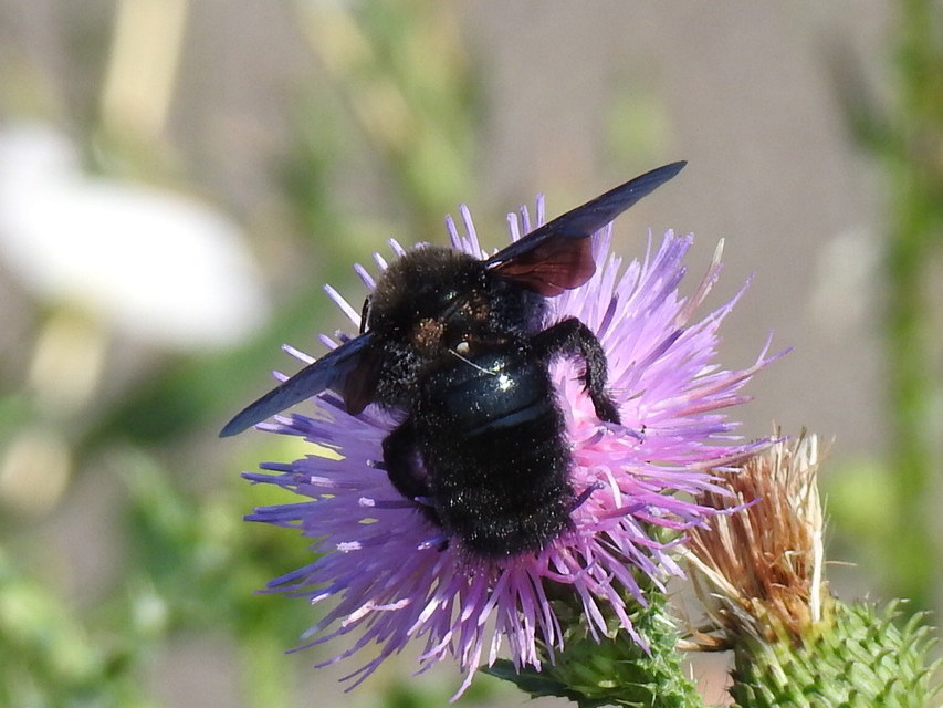 Xylocopa violacea - kék fadongó