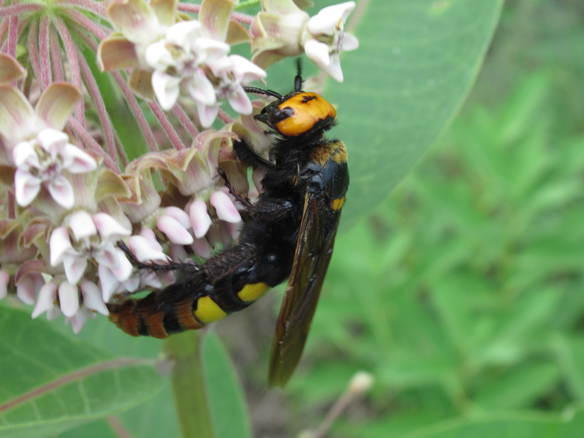 Megascolia maculata - óriás-tőrösdarázs
