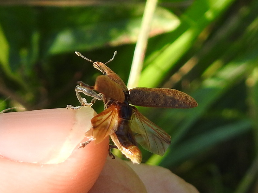 Lixus pulverulentus - mályvafúró dudvabarkó