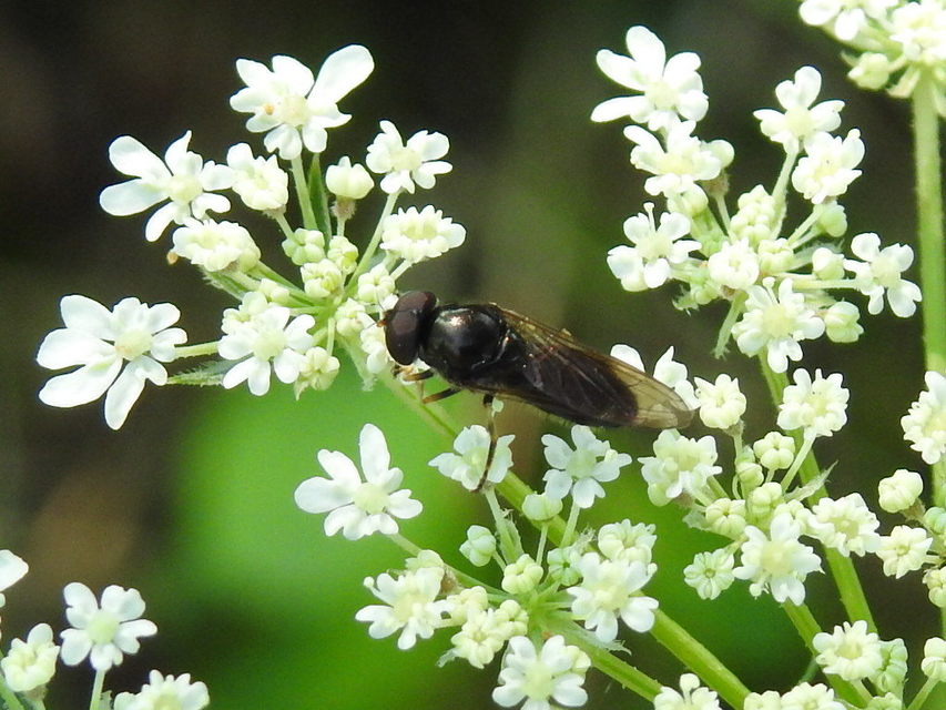 Cheilosia
