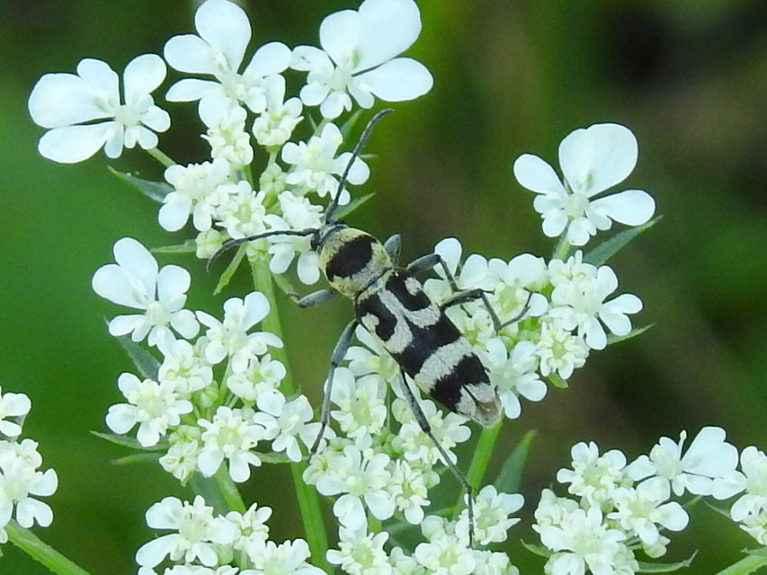 Chlorophorus varius - díszes darázscincér