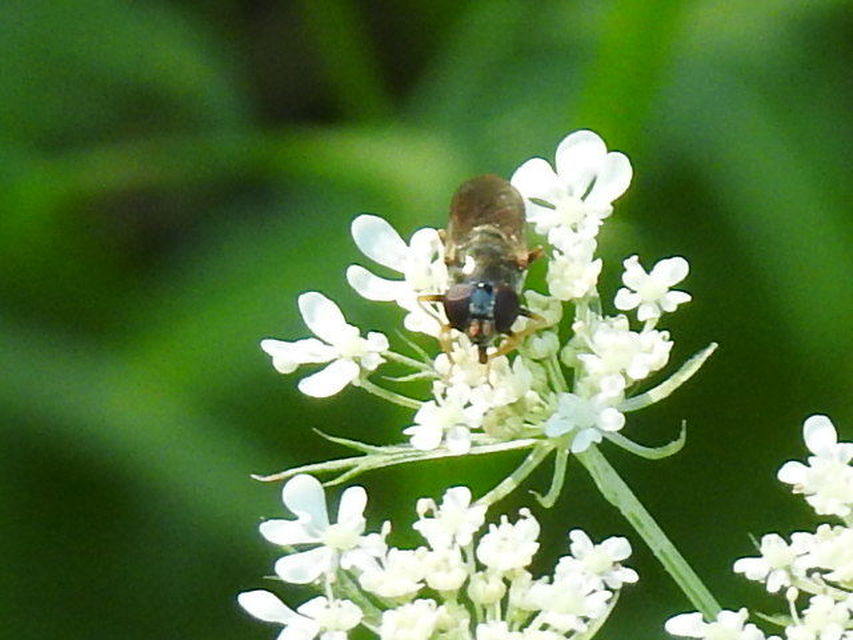 Cheilosia