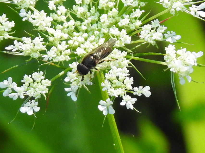 Cheilosia