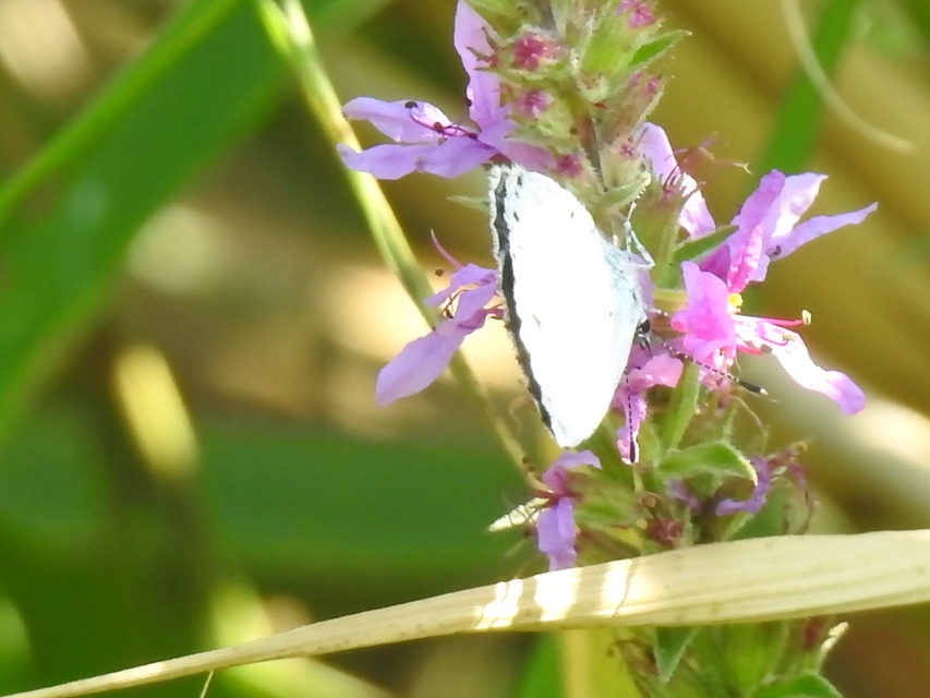 Celastrina argiolus - bengeboglárka