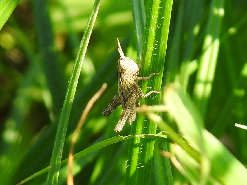 Omocestus
