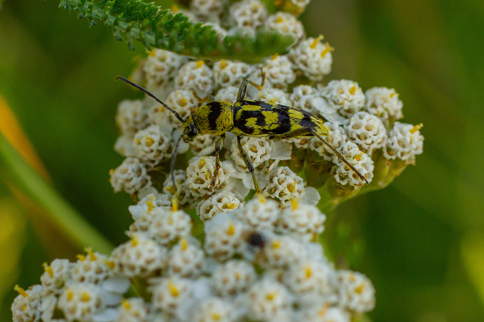 Chlorophorus varius - díszes darázscincér