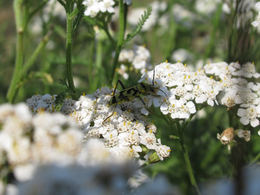 Chlorophorus varius - díszes darázscincér