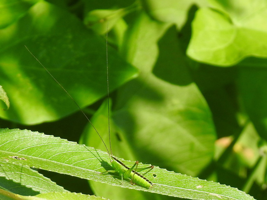 Conocephalus fuscus - kis kúpfejűszöcske