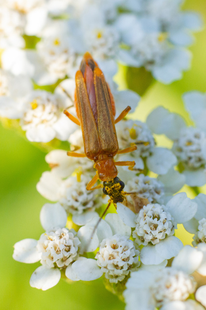 Oedemera podagrariae - székfű-álcincér