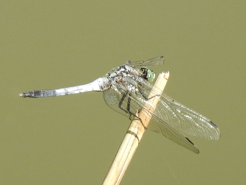 Orthetrum albistylum - fehérfarkú pásztorszitakötő