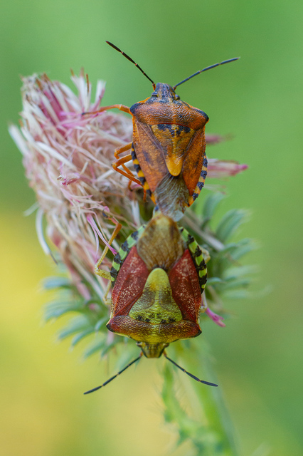 Carpocoris