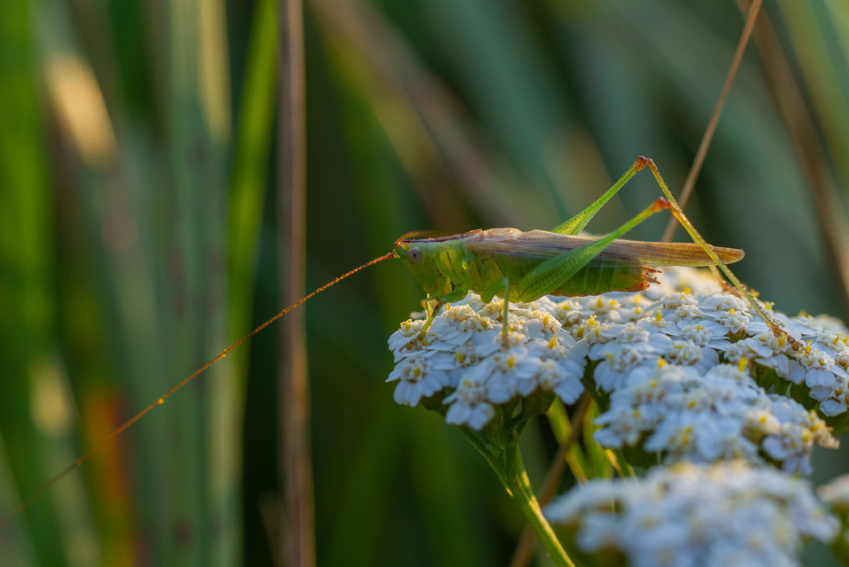 Conocephalus fuscus - kis kúpfejűszöcske